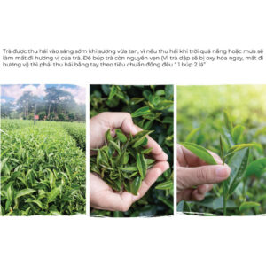 Đặc Sản Đà Lạt Trà Đen (Hồng Trà) Cầu Đất Dalat Farm - Túi 250Gr Bách Hóa Online